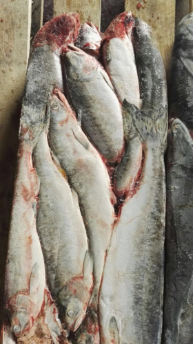 Рыба, морепродукты замороженные